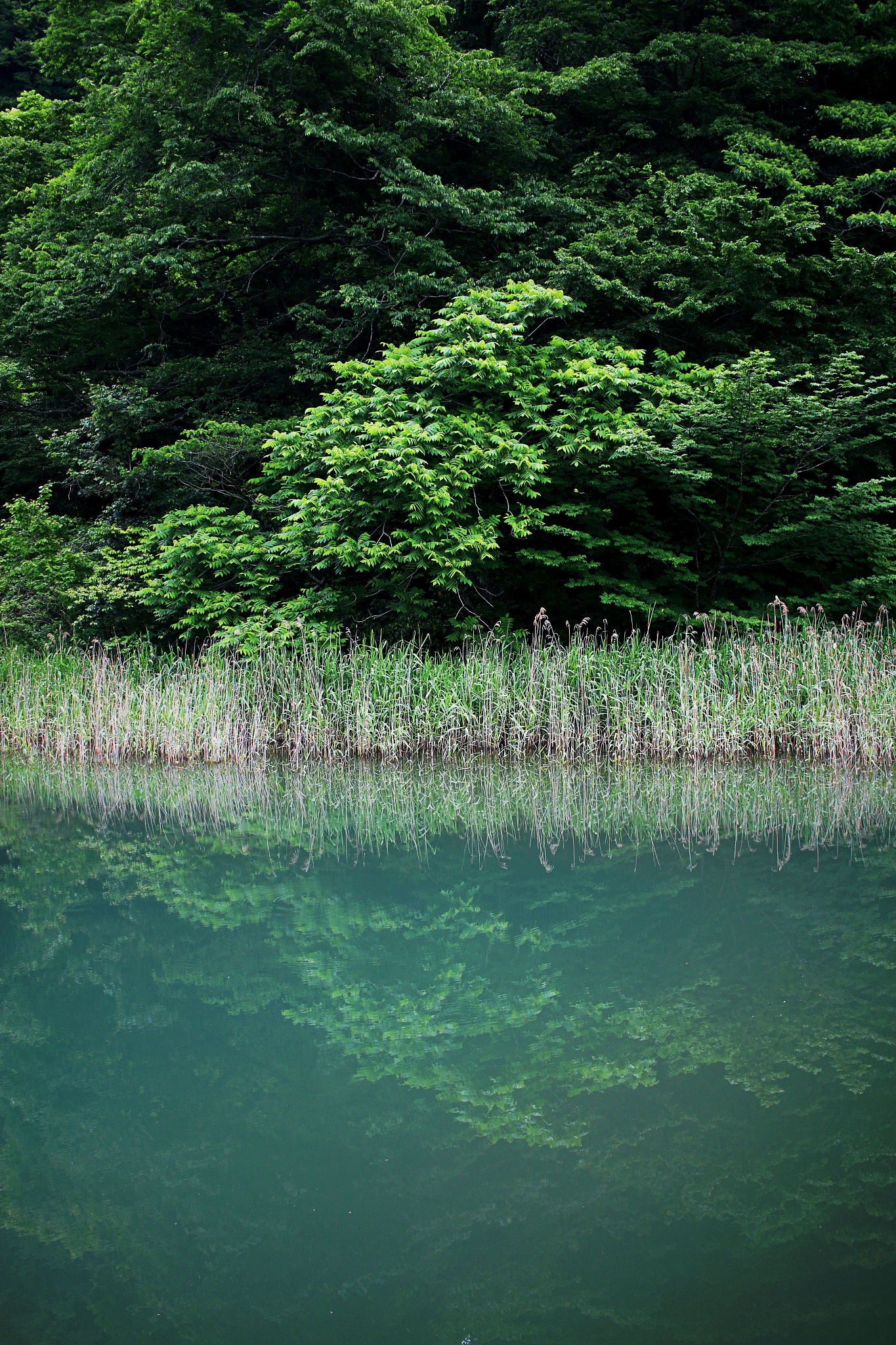 Canon EF-S 24mm F2.8 STM sample photo