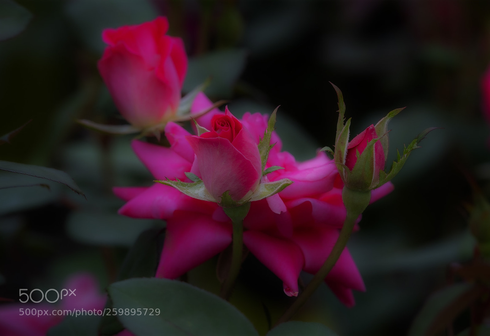 Olympus OM-D E-M1 Mark II sample photo. Olympus digital camera photography