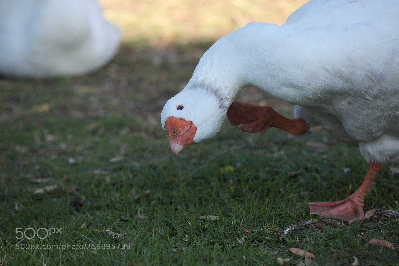 Canon EOS 5D Mark IV sample photo. A good scratch photography