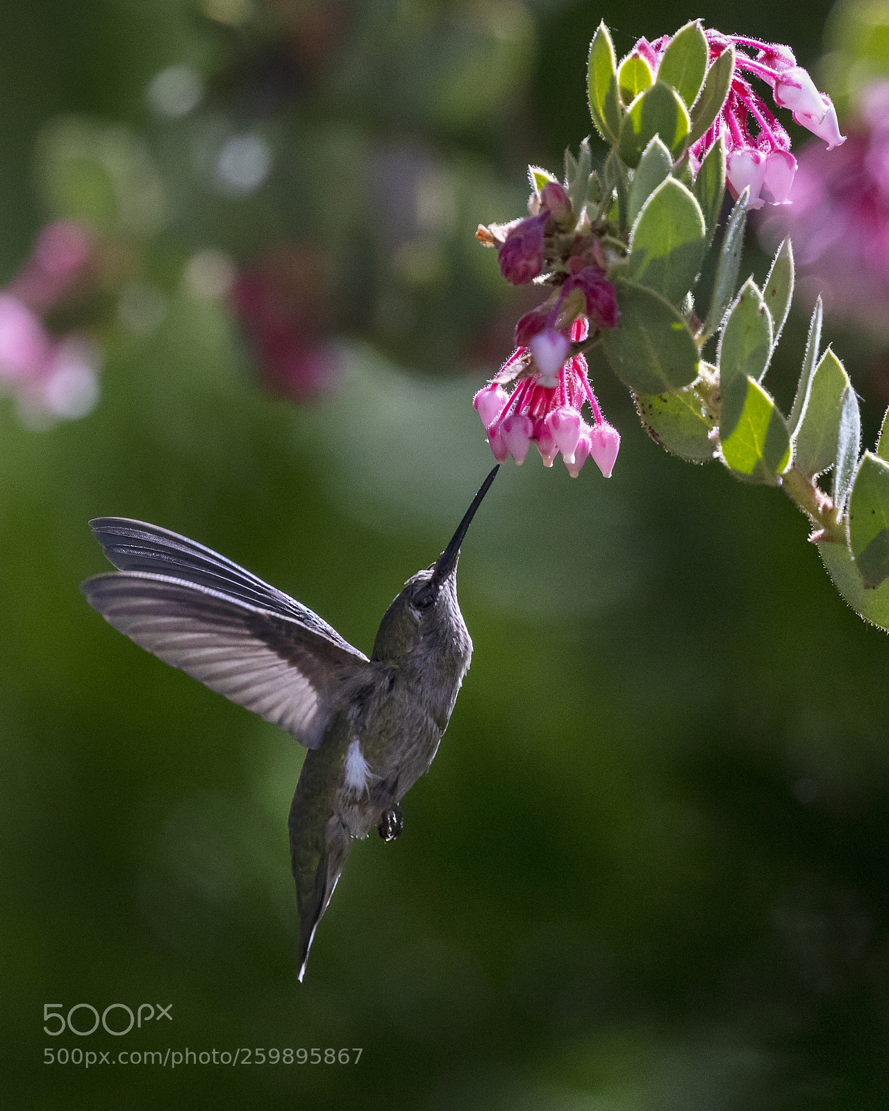 Canon EOS 5DS sample photo. Anna's hummingbird in the photography