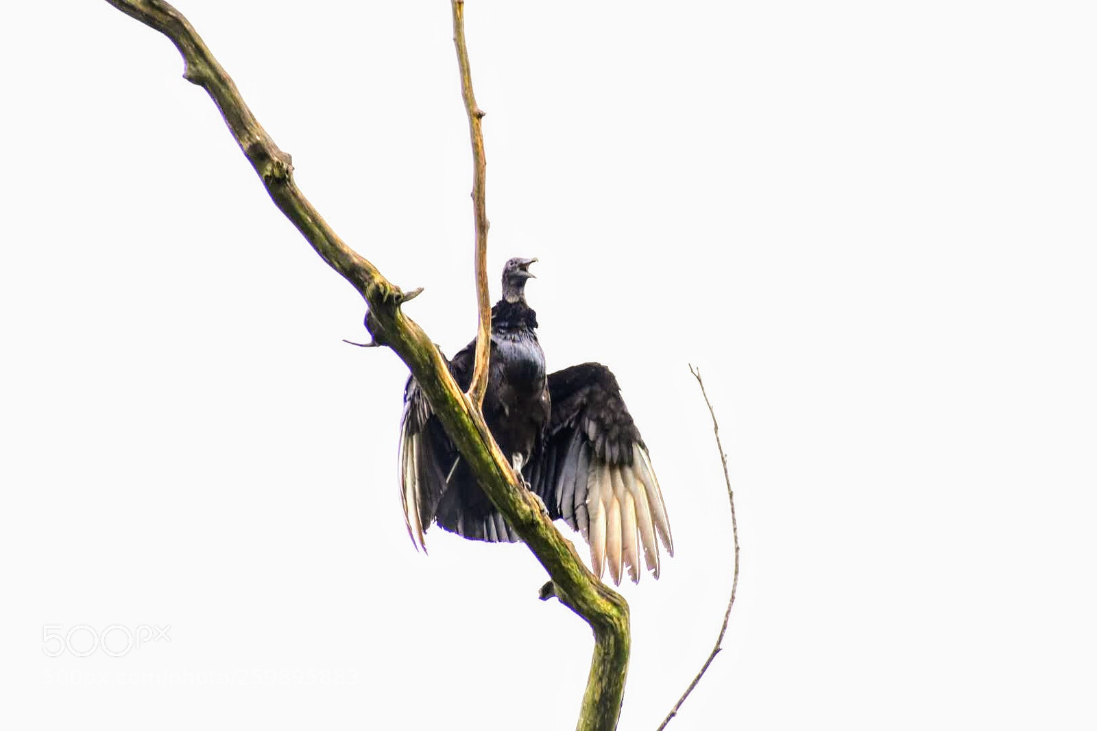 Nikon D7200 sample photo. Vulture at great falls photography
