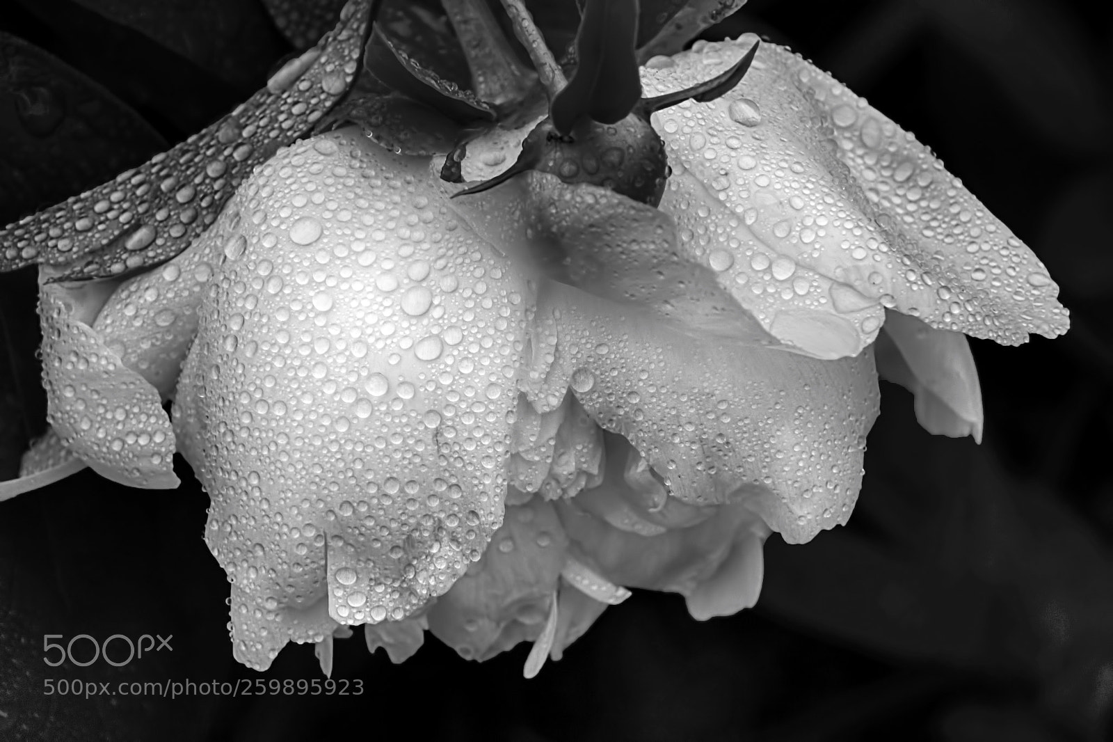Nikon D7200 sample photo. Day dreaming peony photography