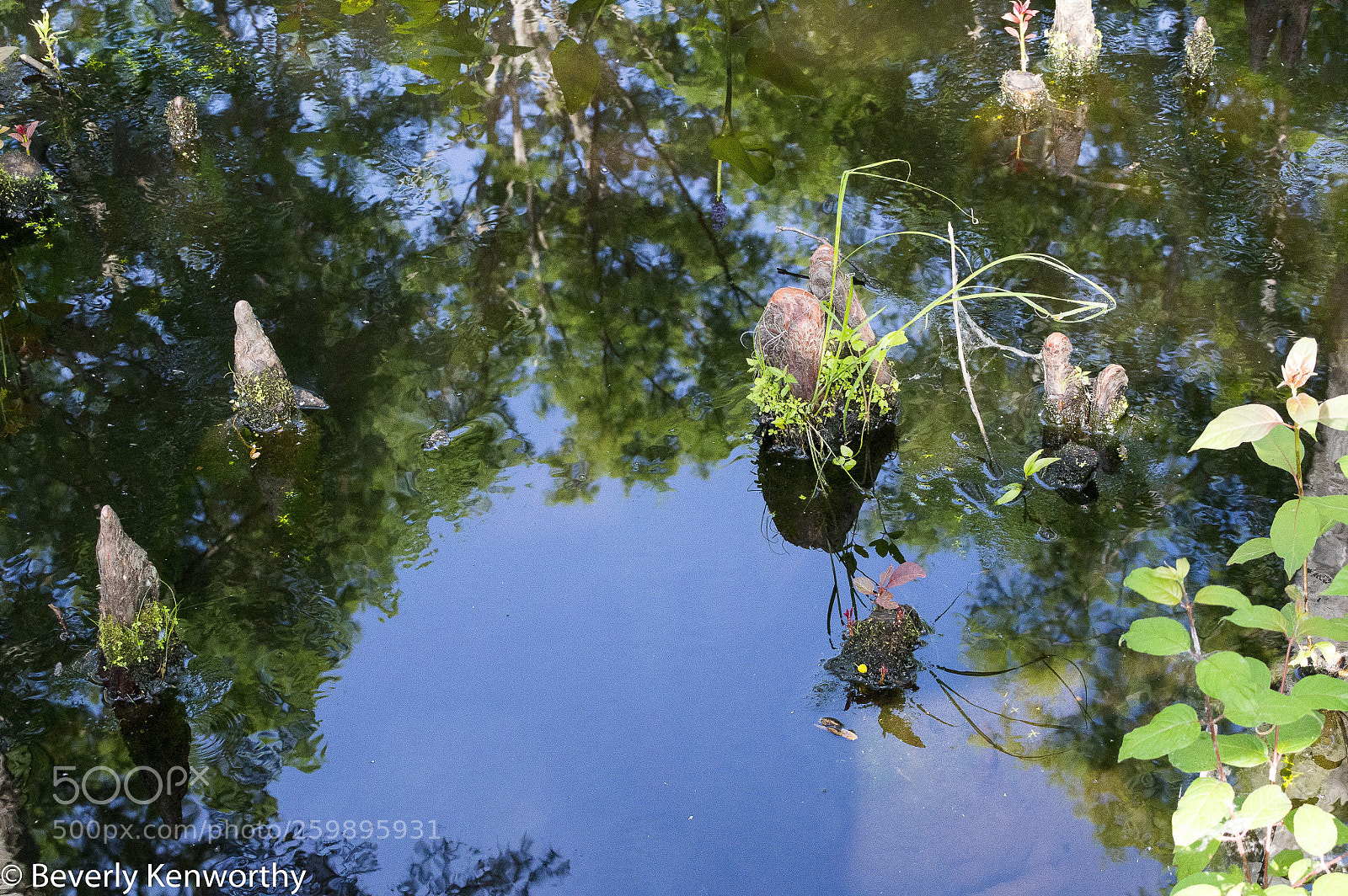 Nikon D3200 sample photo. Swamp reflections photography