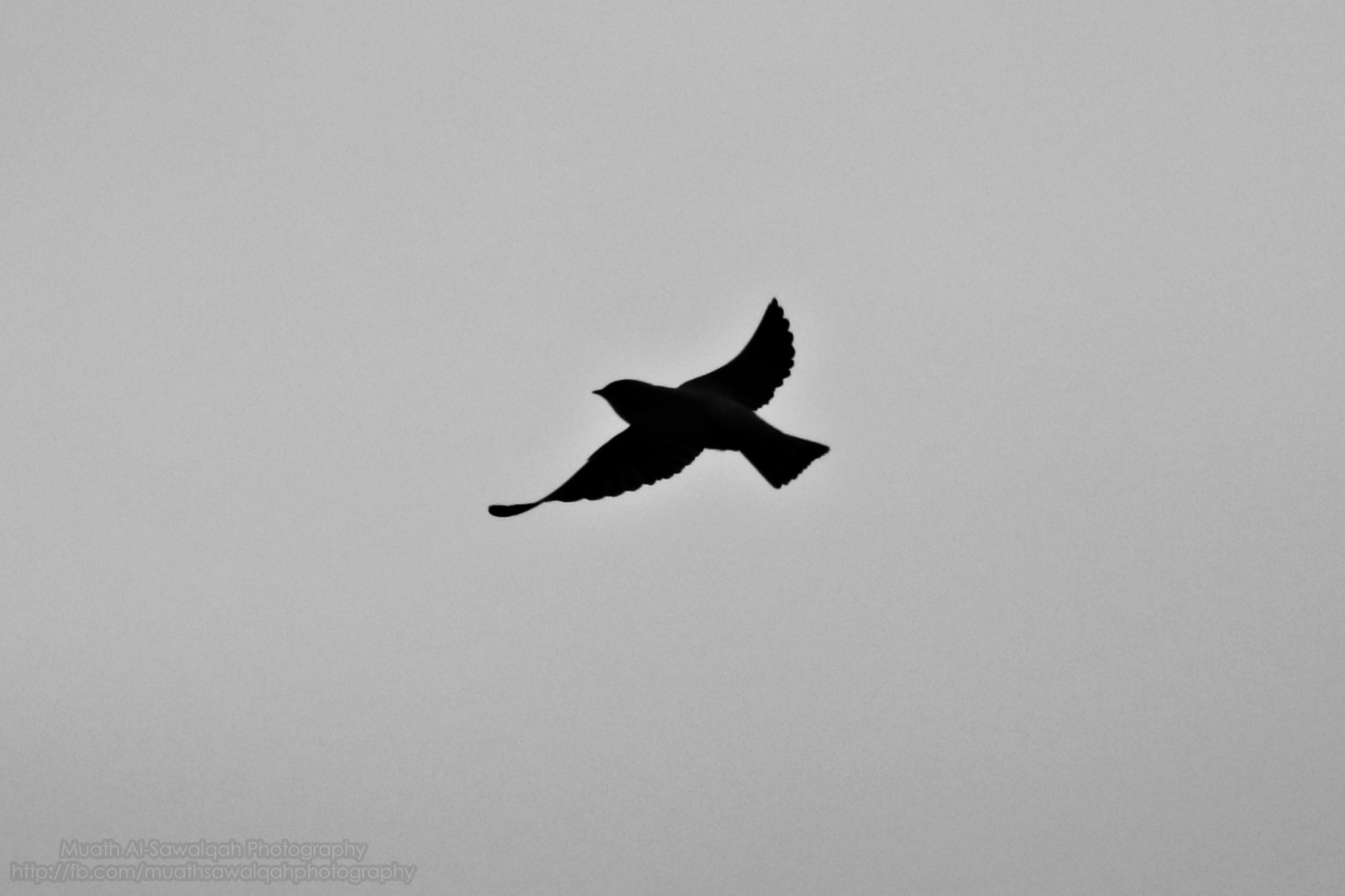 Canon EF 75-300mm f/4-5.6 sample photo