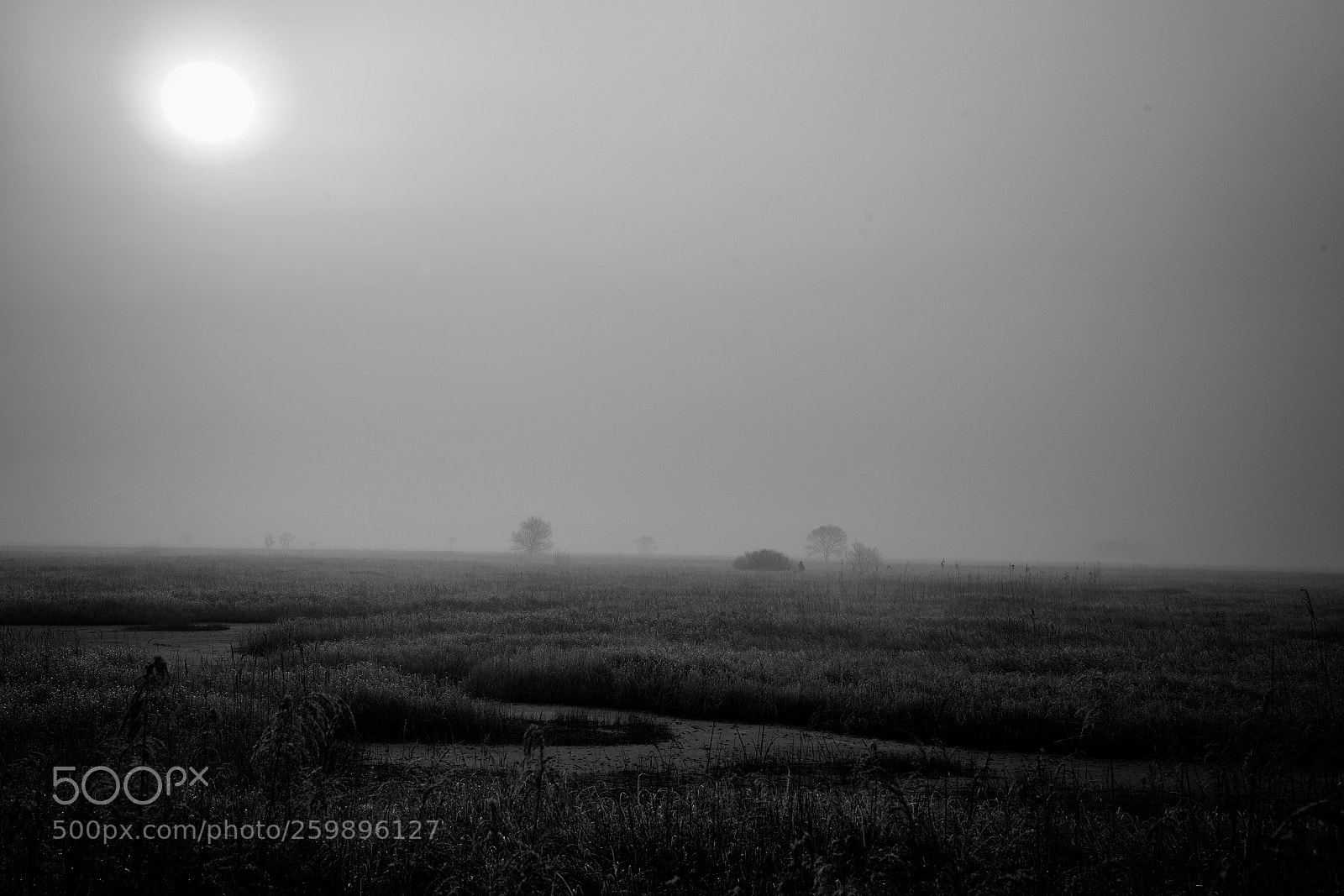 Nikon D810 sample photo. Noctambulant. photography