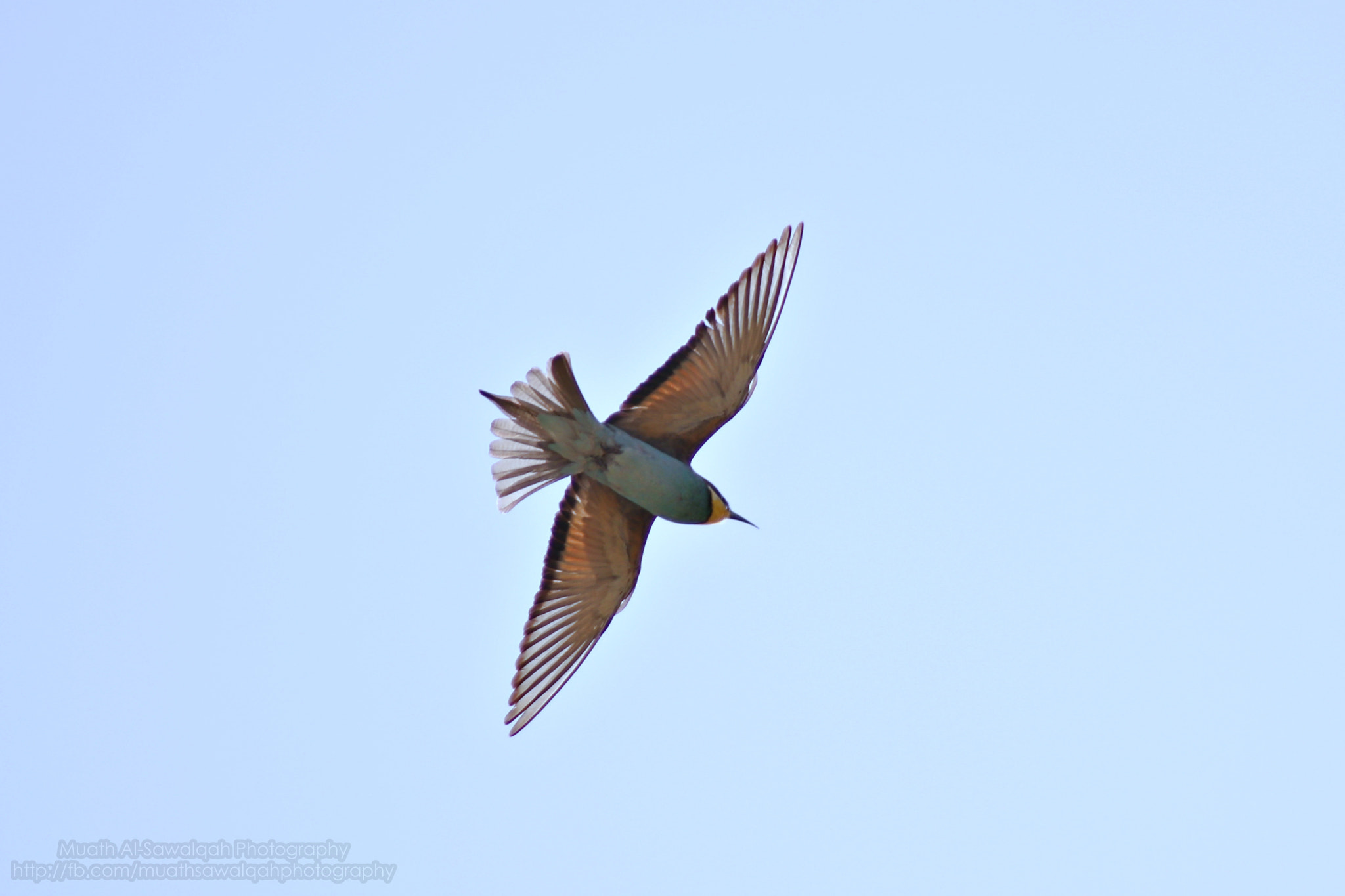 Canon EF 75-300mm f/4-5.6 sample photo