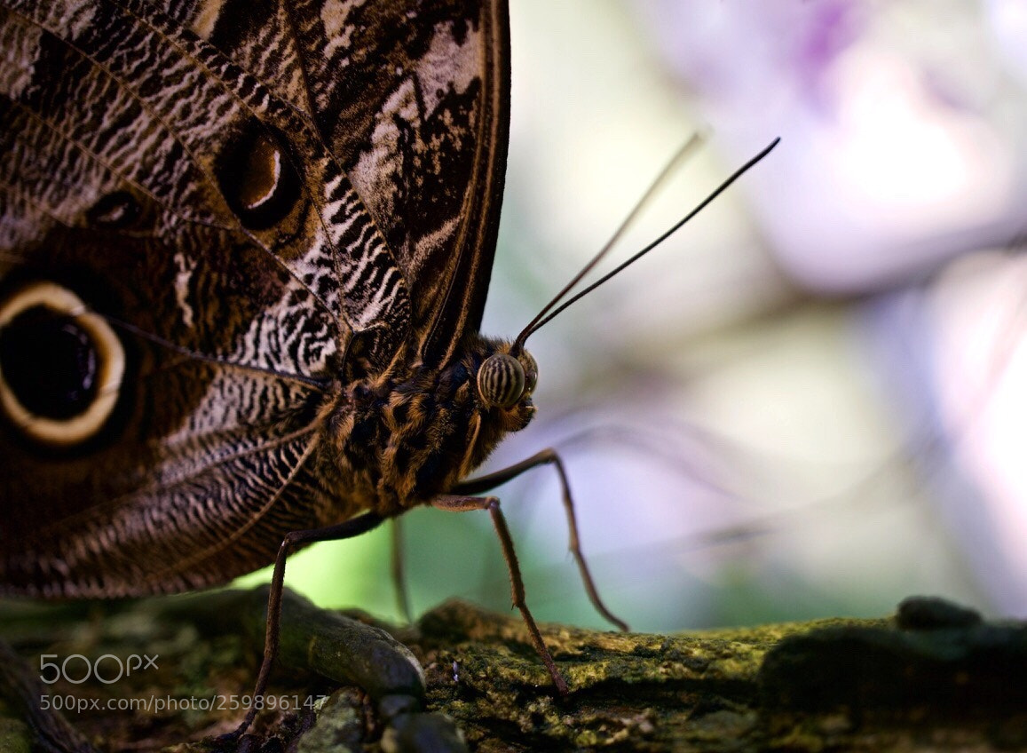 Sony a6000 sample photo. Purple haze photography