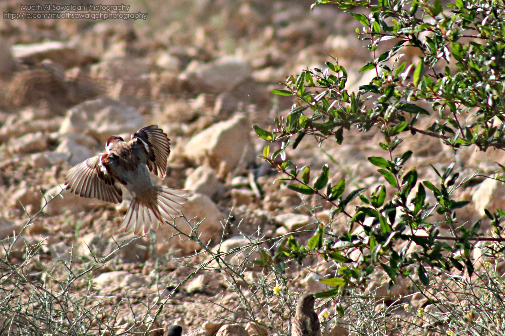 Canon EF 75-300mm f/4-5.6 sample photo. Perfection time photography