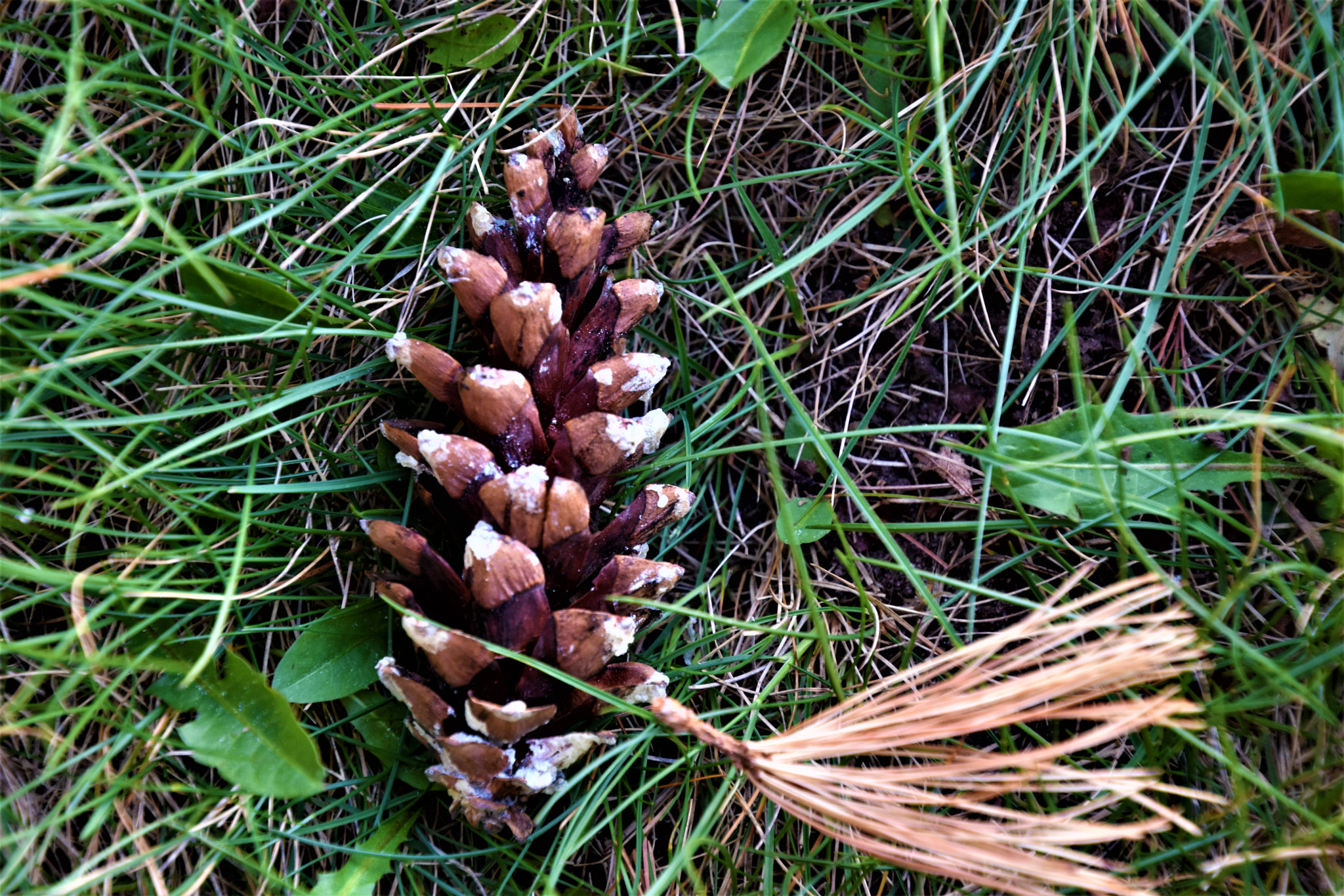 Nikon D7200 sample photo. Acorn photography