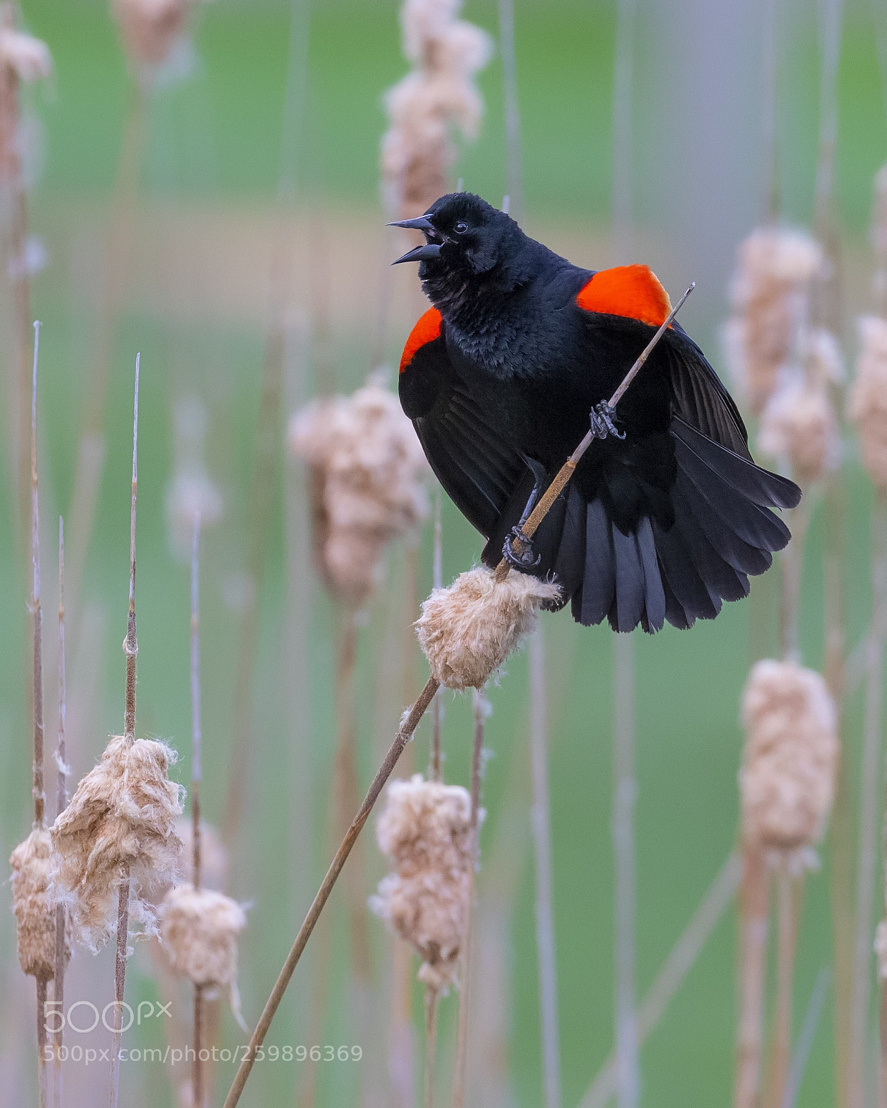 Canon EOS 7D Mark II sample photo. Red-winged blackbird's song photography