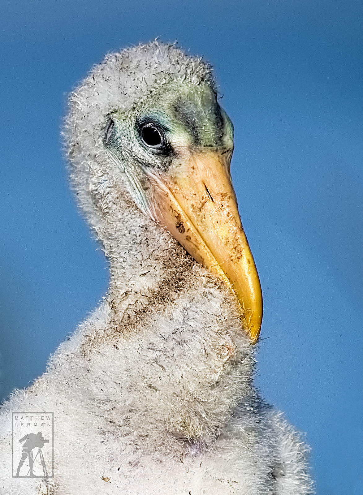 Nikon D810 sample photo. Chick 1814 photography