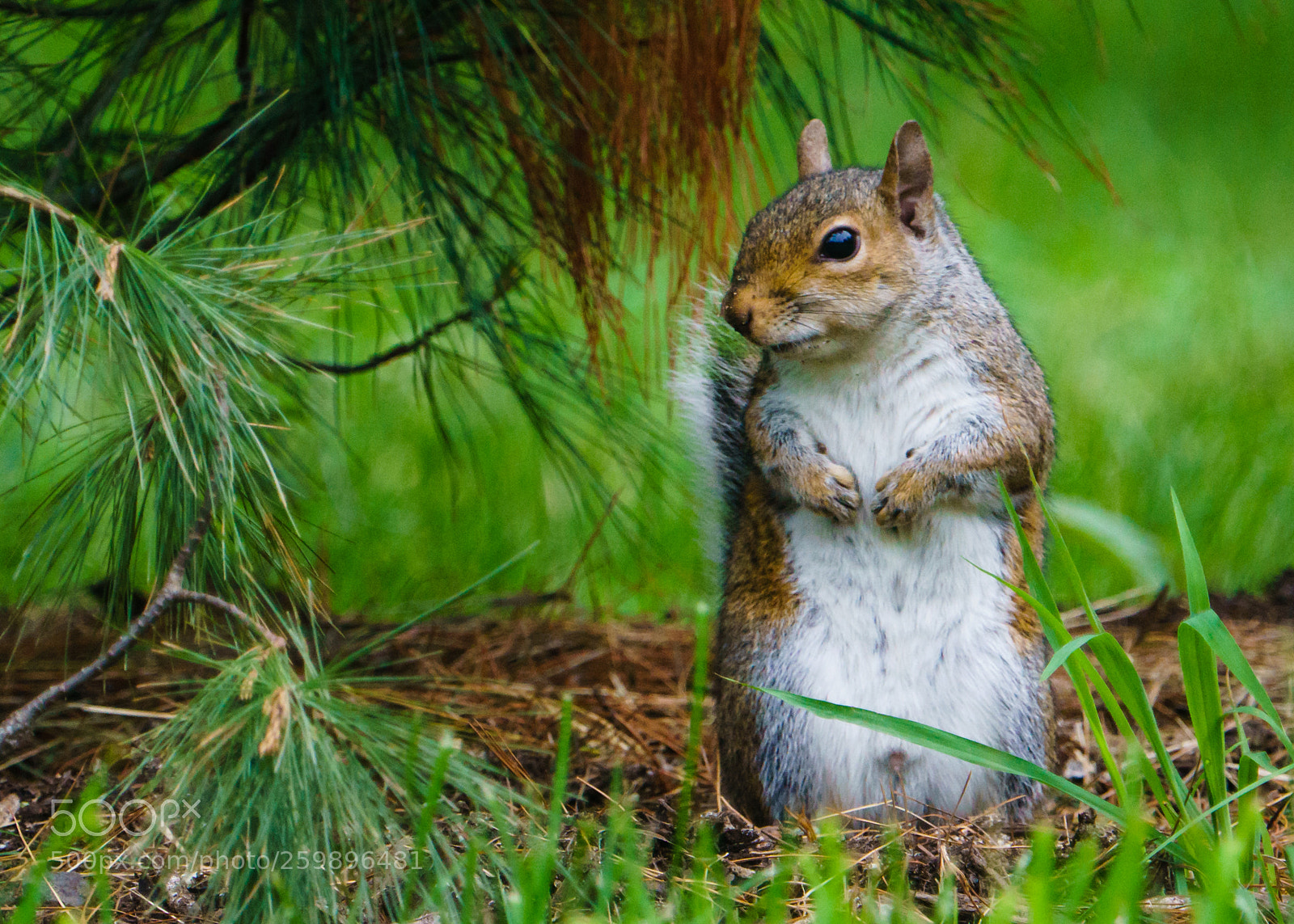 Sony a6300 sample photo. Squirrel portrait photography