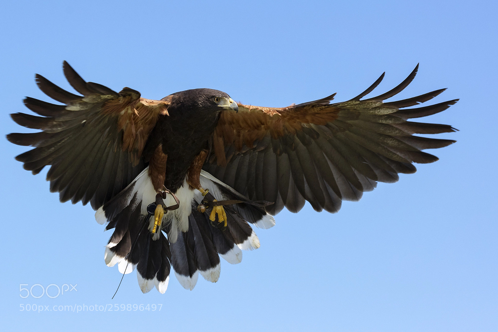 Canon EOS 5DS sample photo. Harris's hawk photography