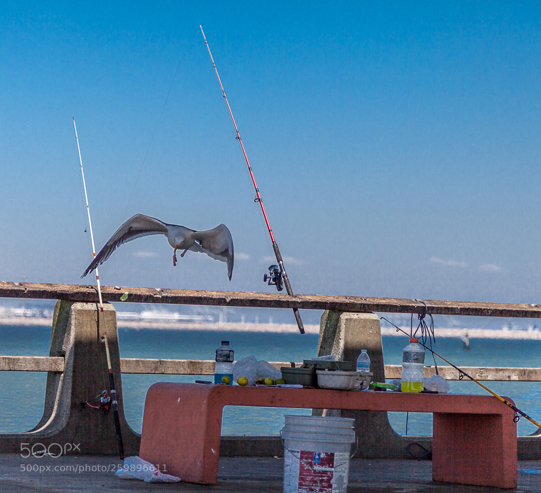 Canon EOS 5D Mark II sample photo. Seagull in flight photography