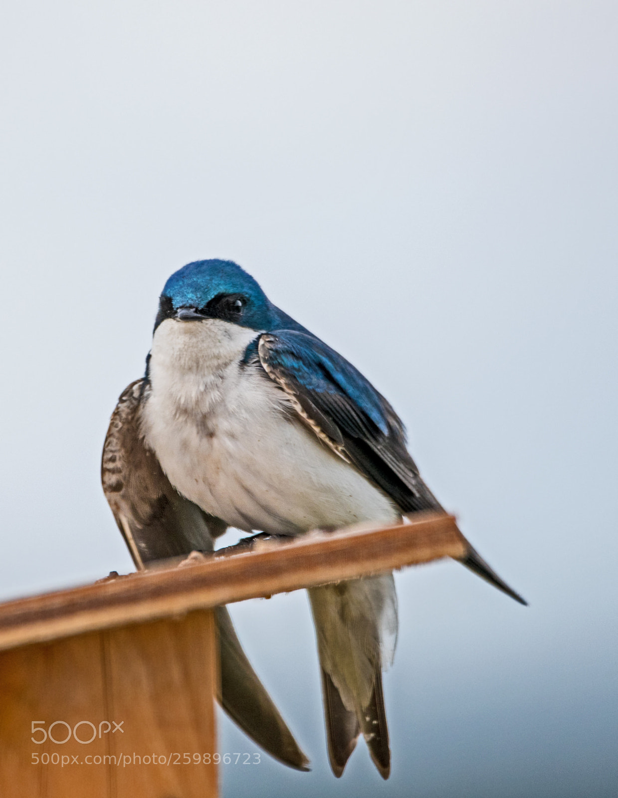 Nikon D750 sample photo. Resting photography
