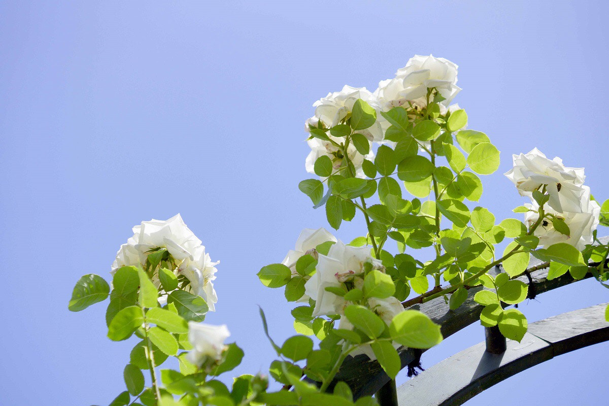 Sony SLT-A65 (SLT-A65V) sample photo. ✻.'✦ photography