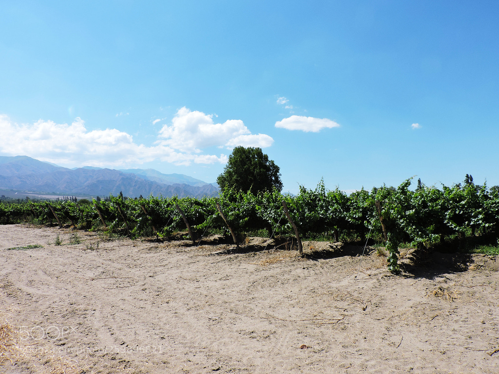Nikon Coolpix P530 sample photo. Grape planting photography