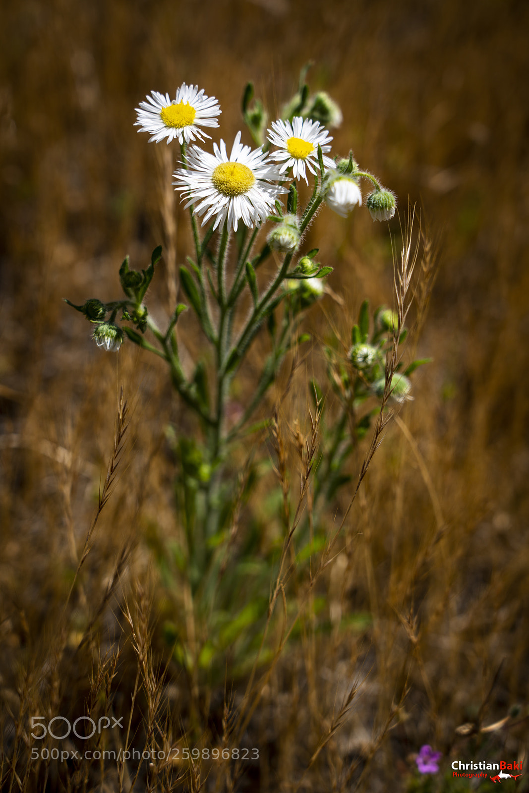Sony a7R III sample photo. Untitled photography