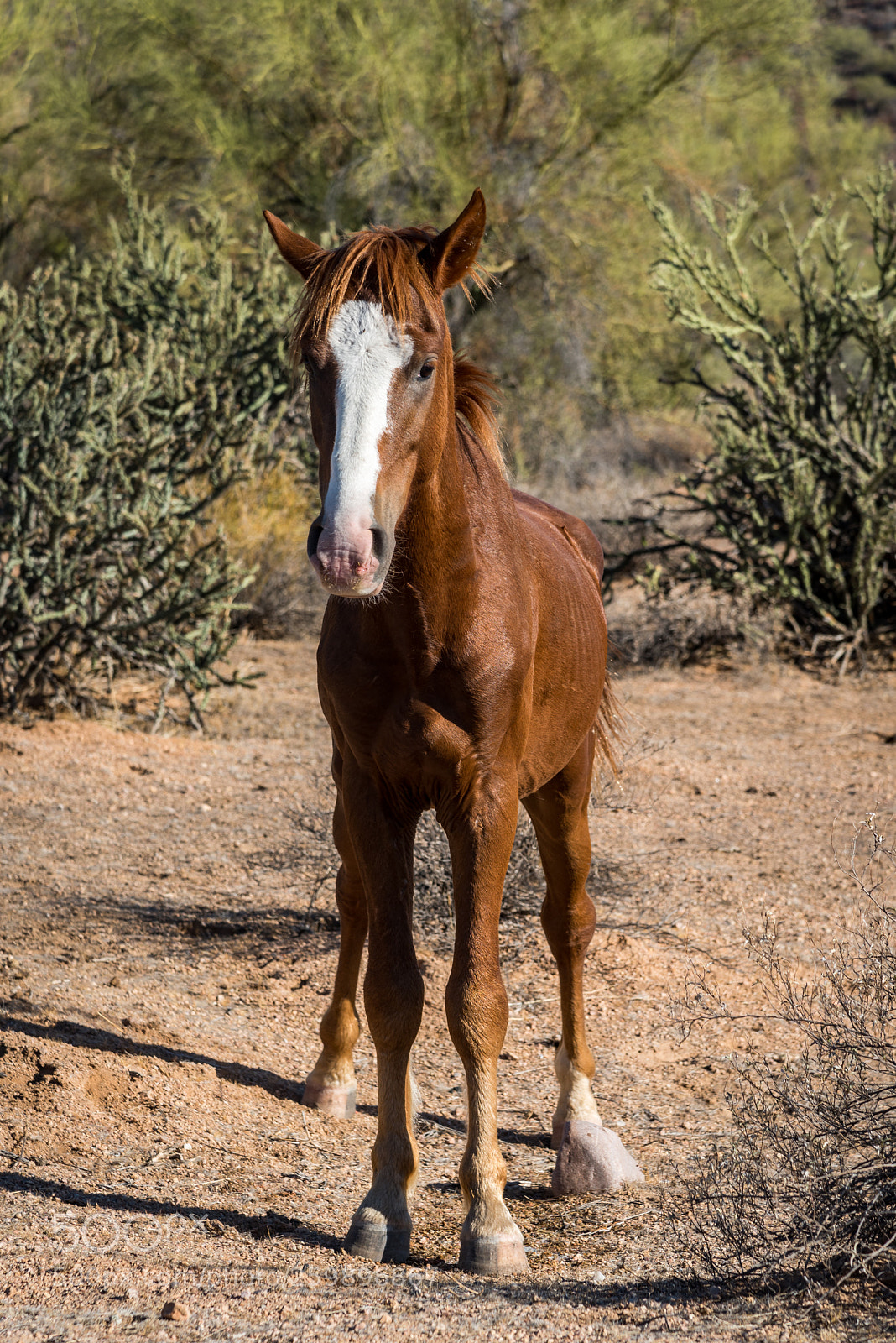 Nikon D750 sample photo. Wild one photography