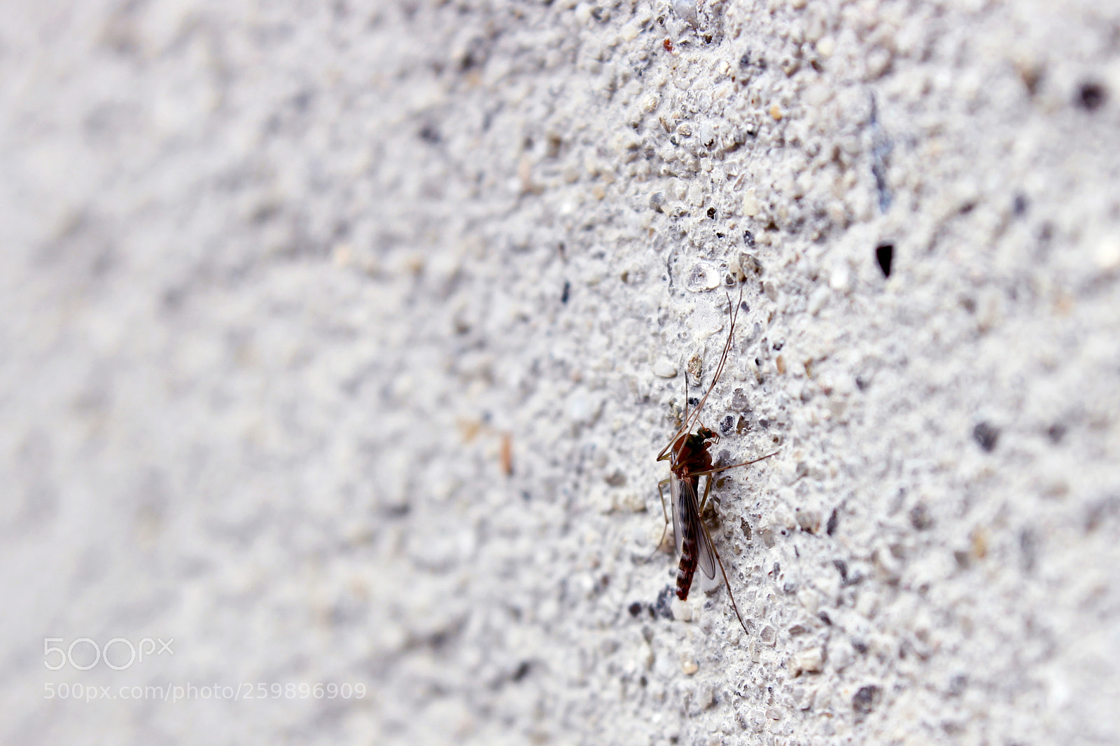 Canon EOS 600D (Rebel EOS T3i / EOS Kiss X5) sample photo. The reddish mosquito photography