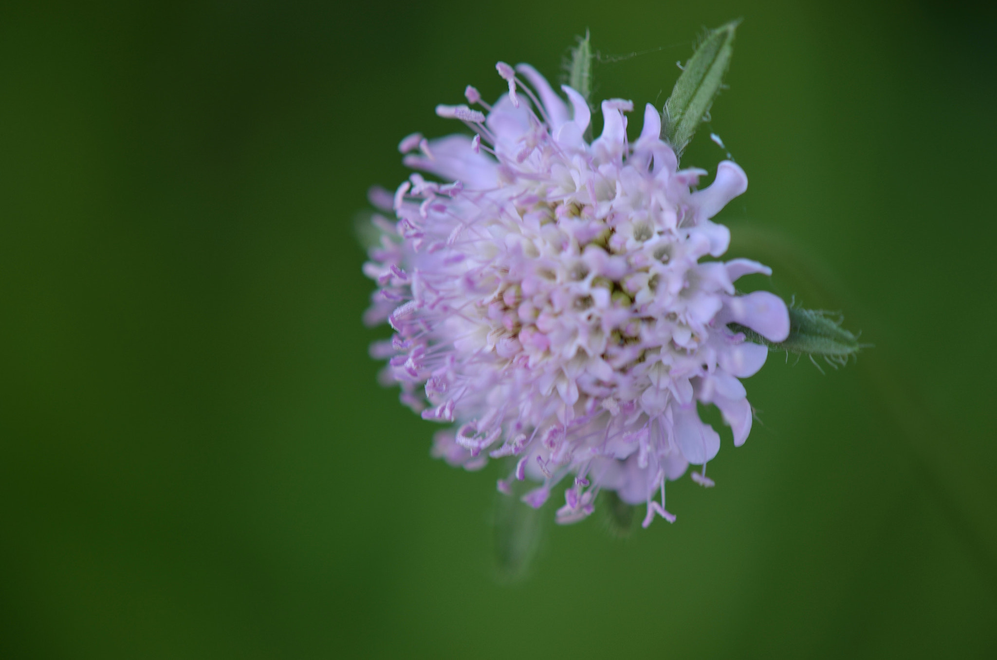 Nikon D5100 sample photo. Blooming wildflower photography