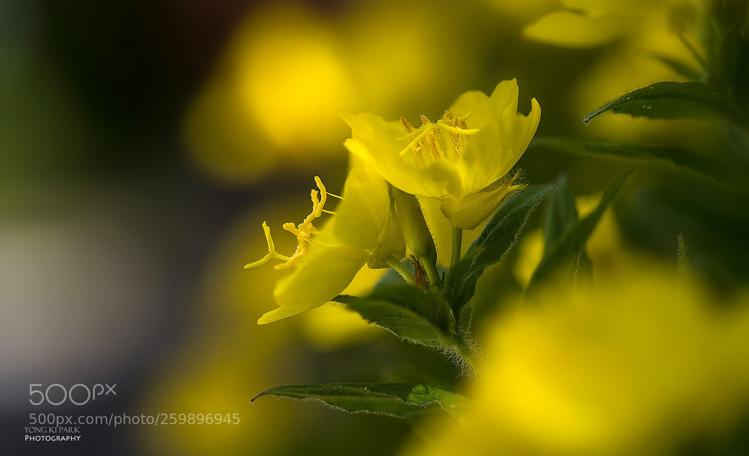 Pentax K-1 sample photo. Dreaming with flowers-13 photography