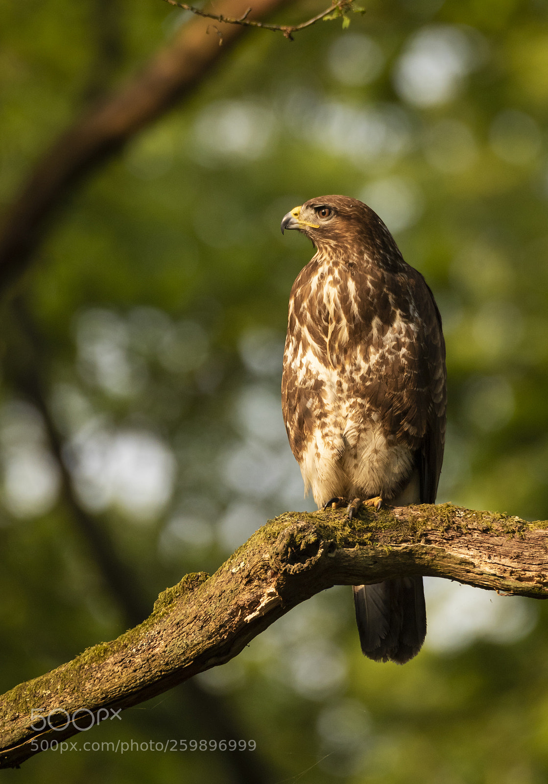 Canon EOS 7D Mark II sample photo. Buzzard photography