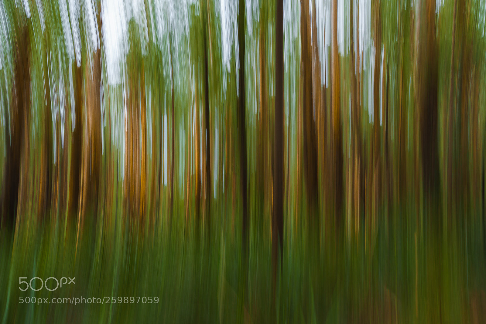 Sony a7 II sample photo. The forest is alive photography