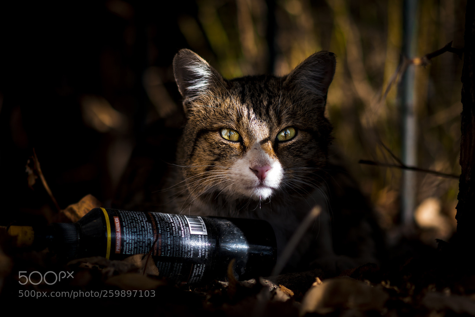 Nikon D610 sample photo. Pensando seriamente... photography