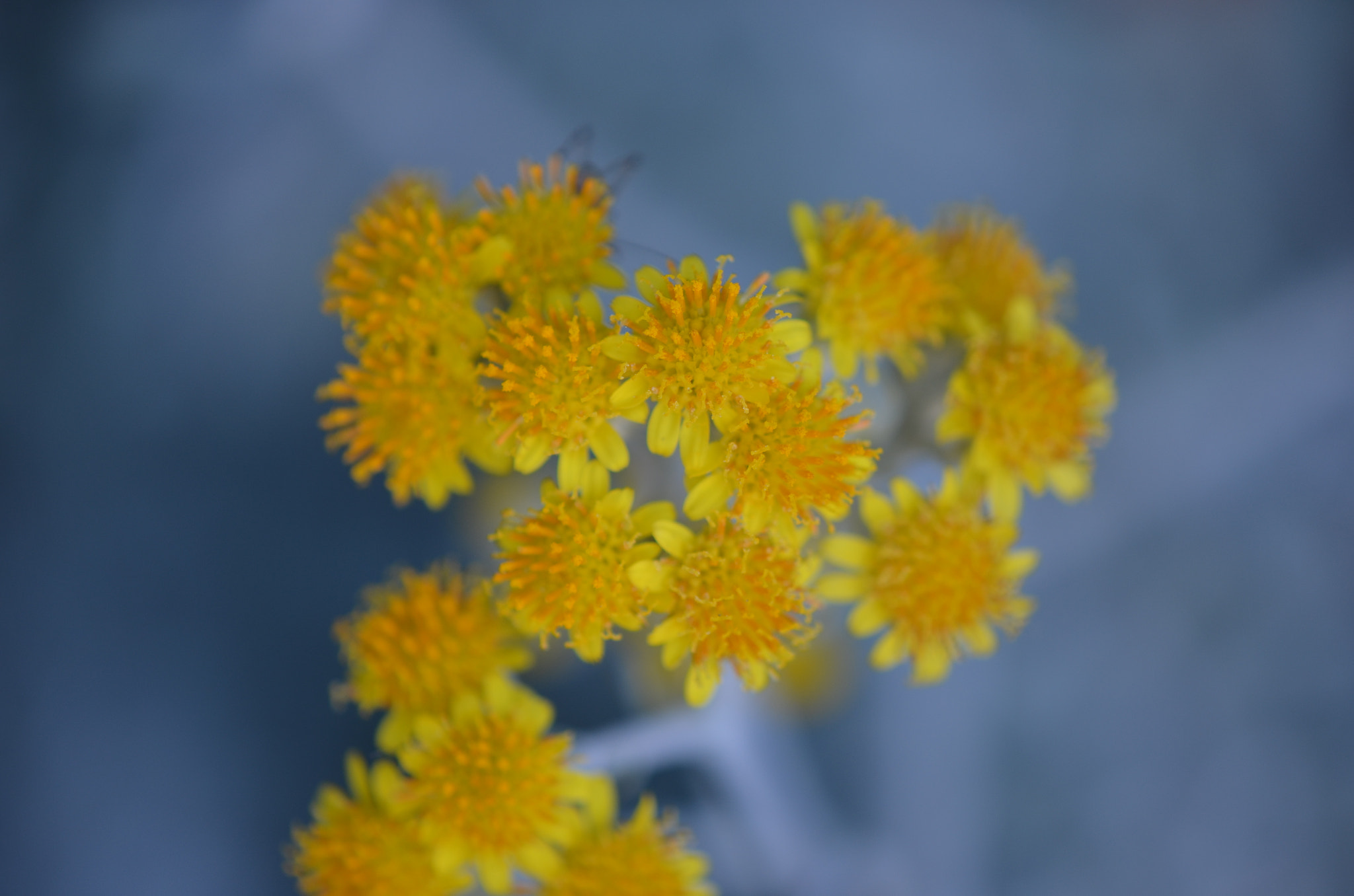 Nikon D5100 + Nikon AF-S DX Micro-Nikkor 85mm F3.5G ED VR sample photo. Little yellow flowers photography