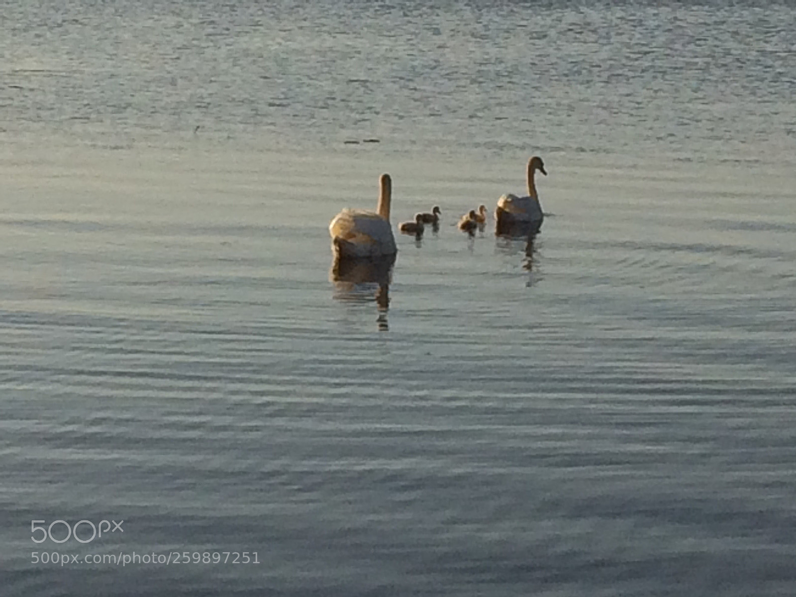 Apple iPhone 5s sample photo. Swan family photography