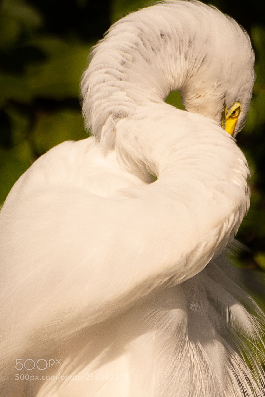 Nikon D7200 sample photo. Shy photography