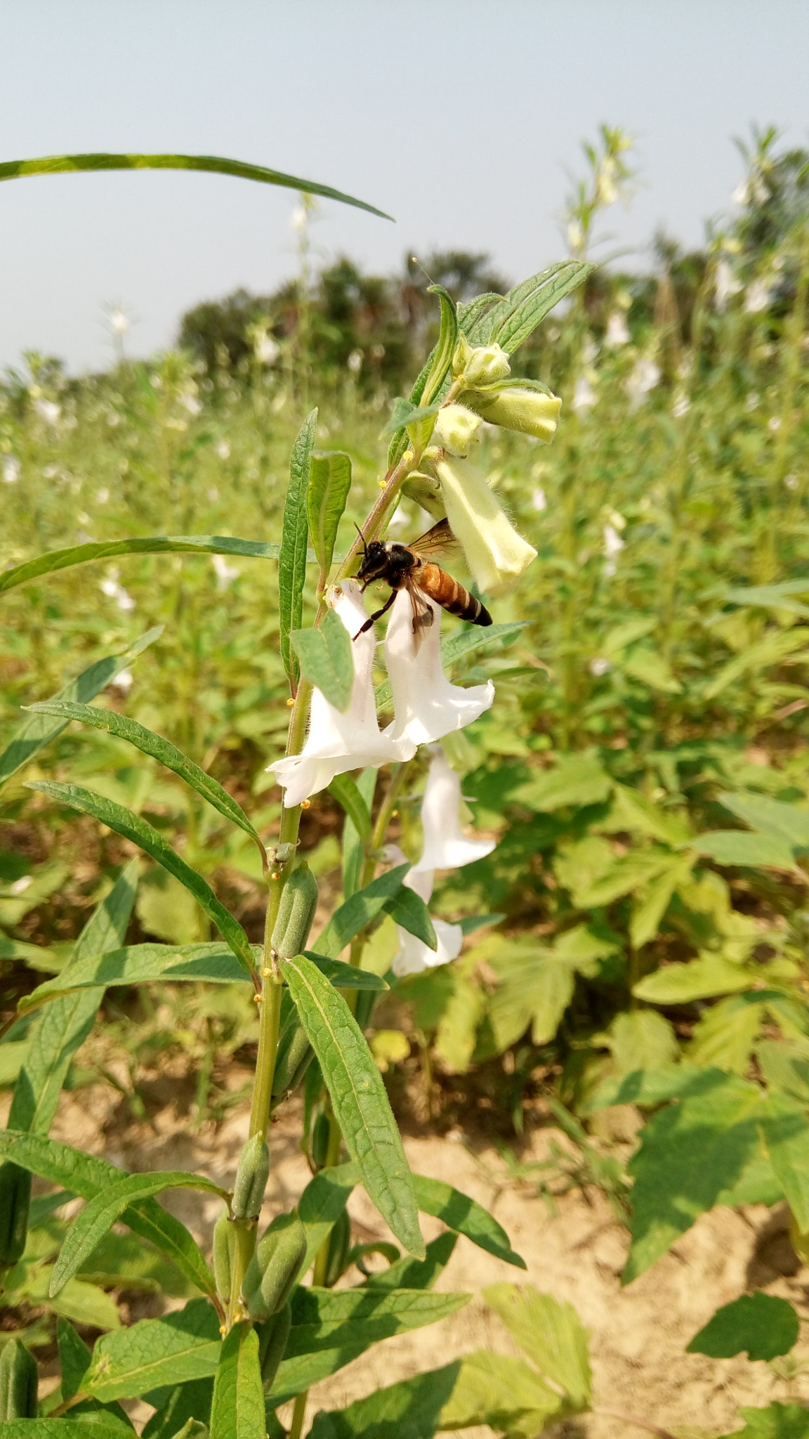 GIONEE A1 lite sample photo. 🐝 🐝 photography