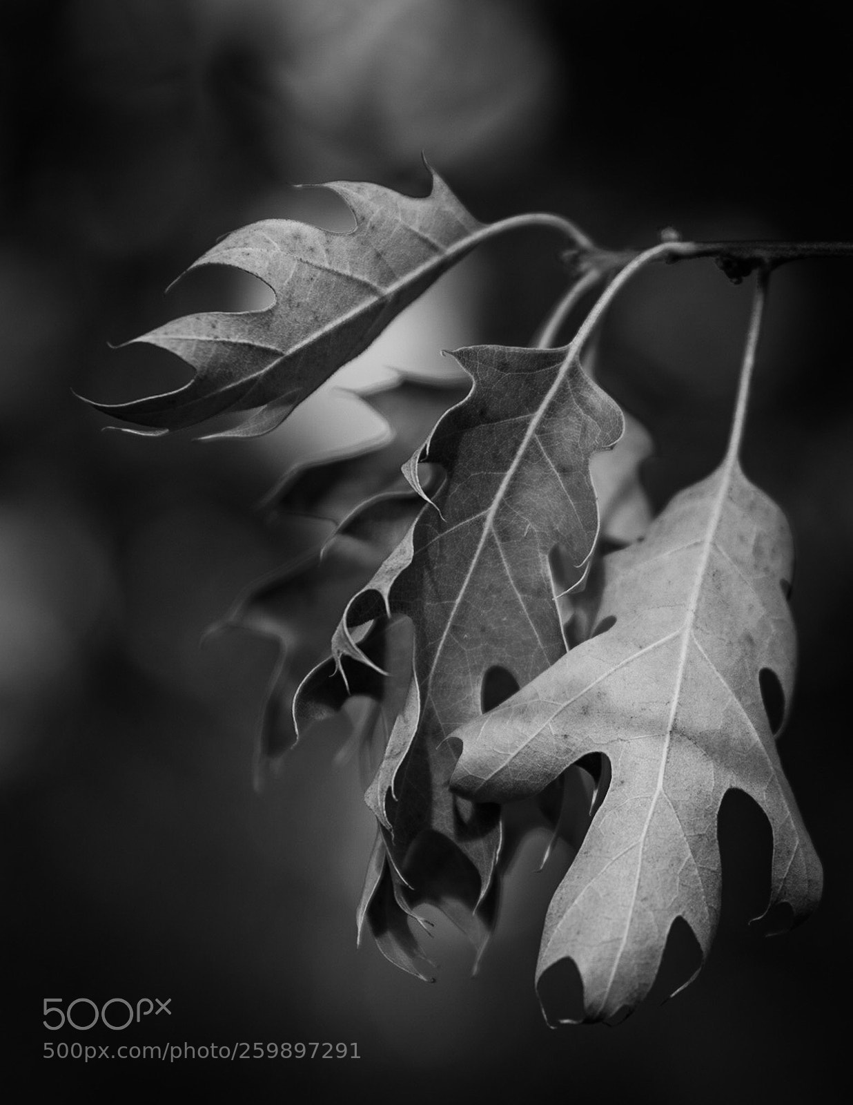 Nikon D750 sample photo. Untitled photography