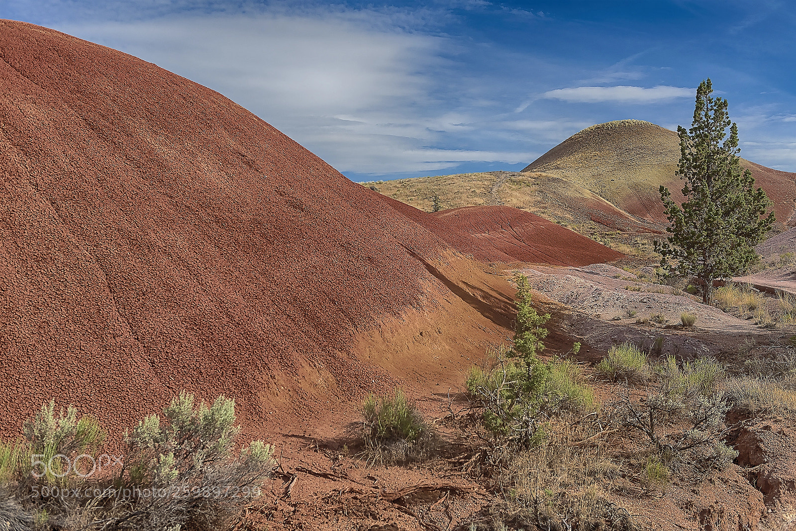 Nikon D610 sample photo. Painted cove photography