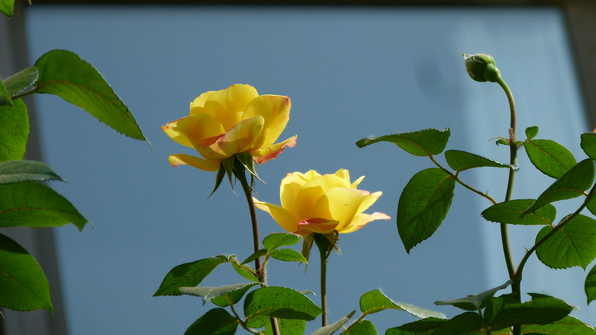 Leica V-Lux 2 sample photo