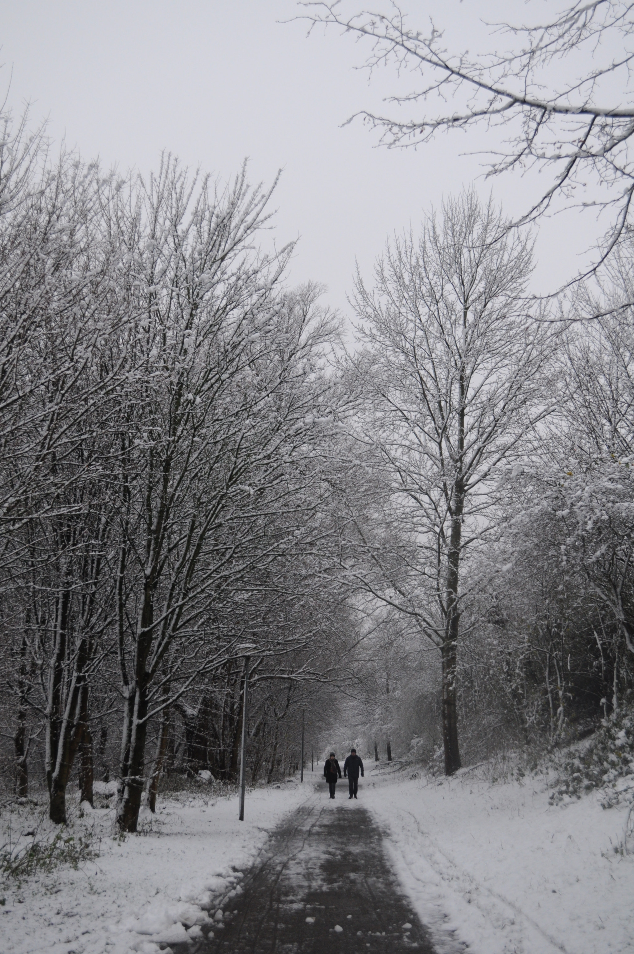 Nikon D5000 sample photo. The walk photography