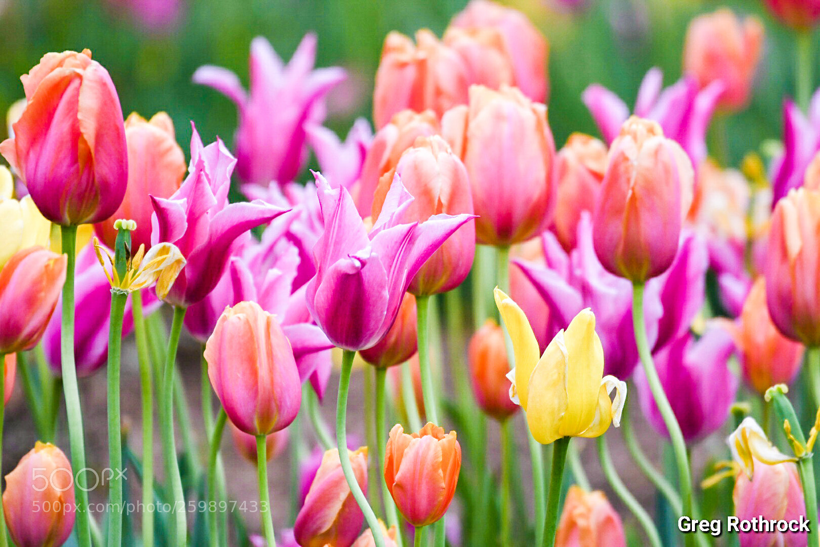 Nikon D500 sample photo. Tulips photography