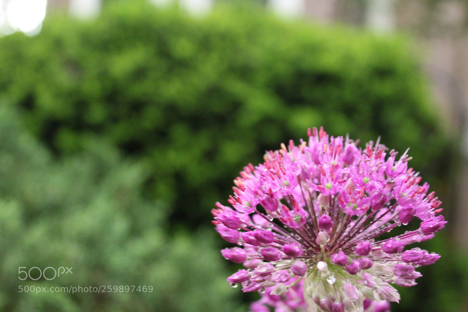 Canon EOS 1200D (EOS Rebel T5 / EOS Kiss X70 / EOS Hi) sample photo. Img photography