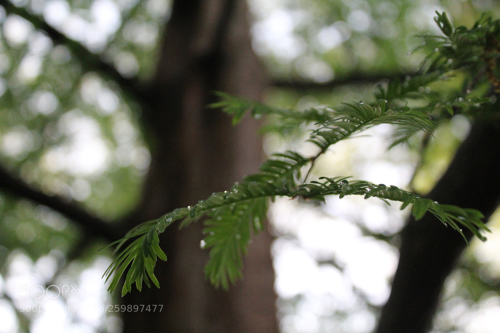 Canon EOS 1200D (EOS Rebel T5 / EOS Kiss X70 / EOS Hi) sample photo. Img photography