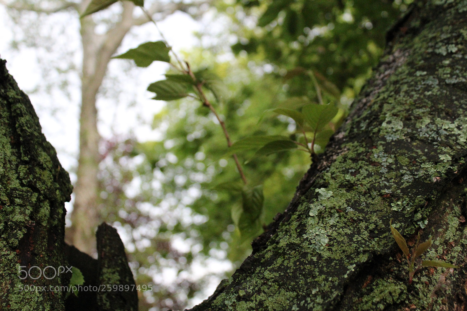 Canon EOS 1200D (EOS Rebel T5 / EOS Kiss X70 / EOS Hi) sample photo. Img photography