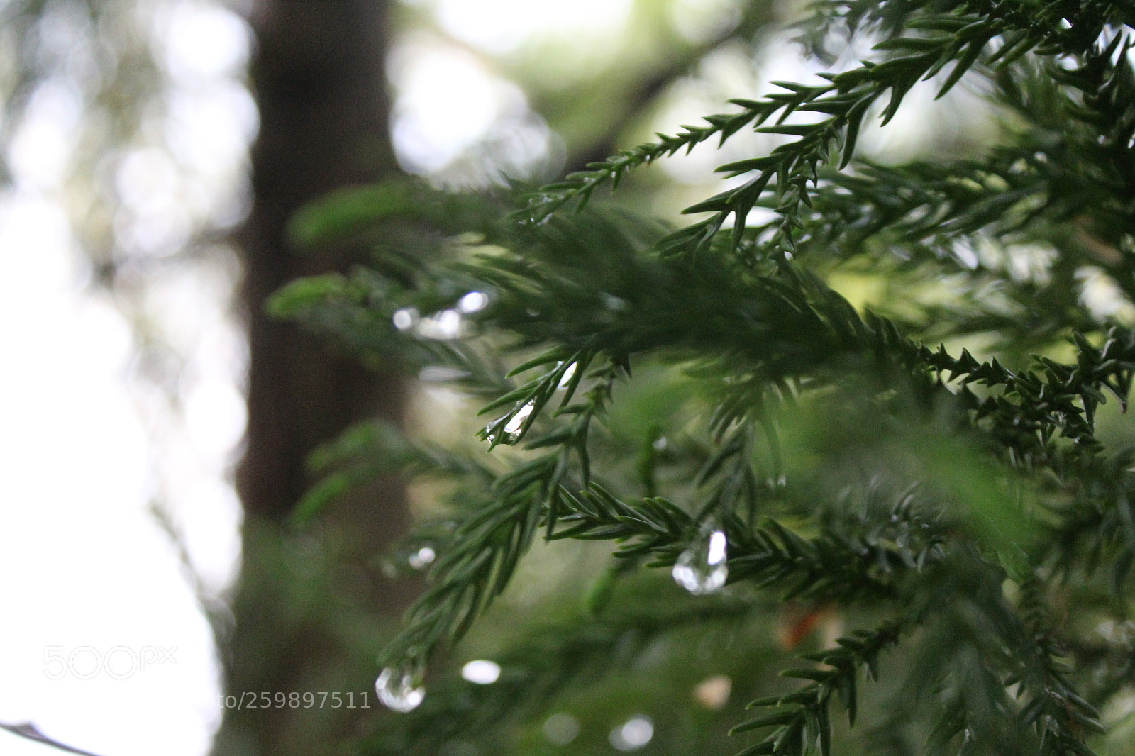 Canon EOS 1200D (EOS Rebel T5 / EOS Kiss X70 / EOS Hi) sample photo. Img photography