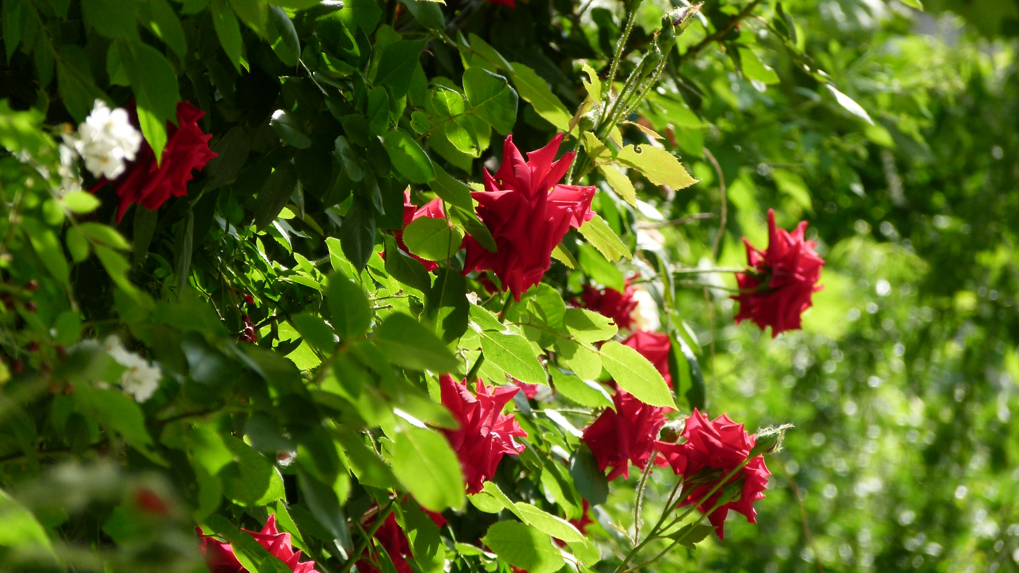 Leica V-Lux 2 sample photo