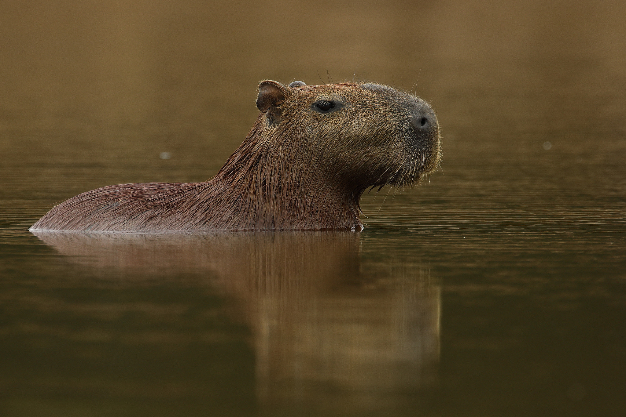 Canon EF 500mm F4L IS USM sample photo. Capybara -hydrochoerus hydrochaeris photography