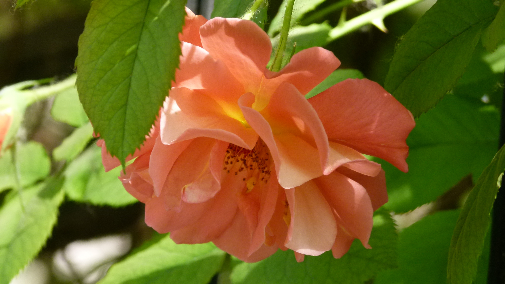 Leica V-Lux 2 sample photo