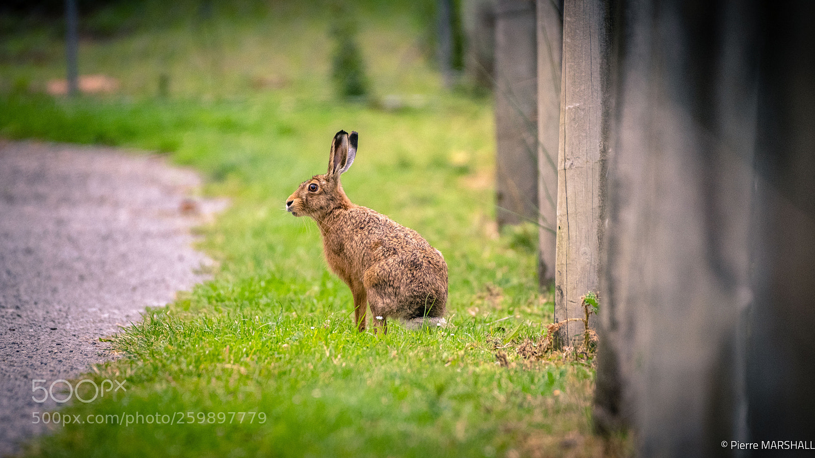Nikon D500 sample photo. Hare of new zealand photography