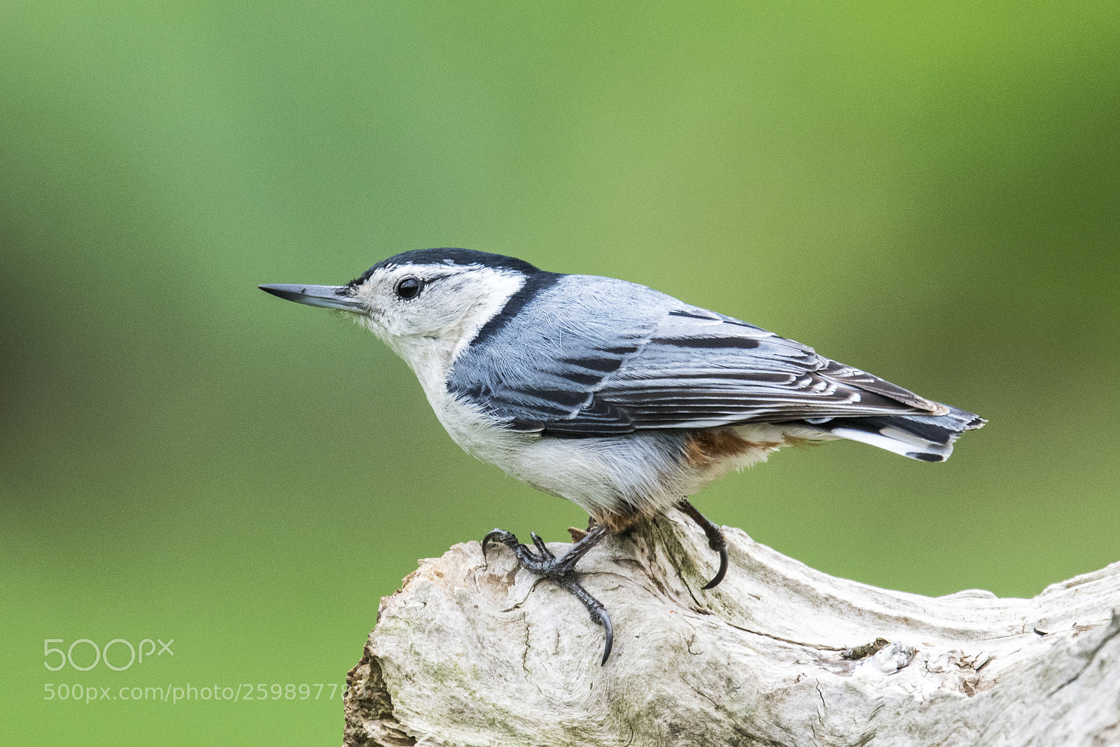 Nikon D850 sample photo. White - breasted nuthatch photography
