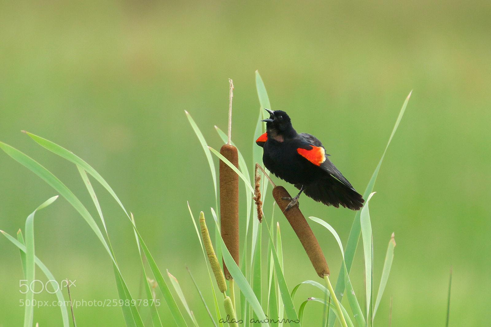 Canon EOS 7D Mark II sample photo. Red-winged black bird....! photography