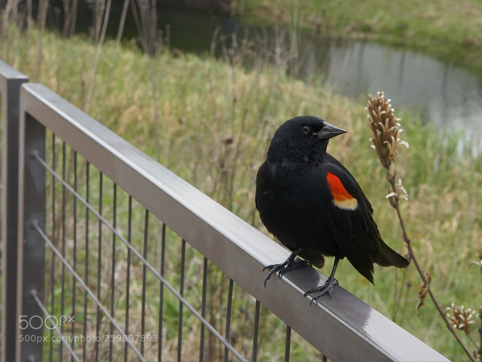 Sony a6300 sample photo. Redwing photography