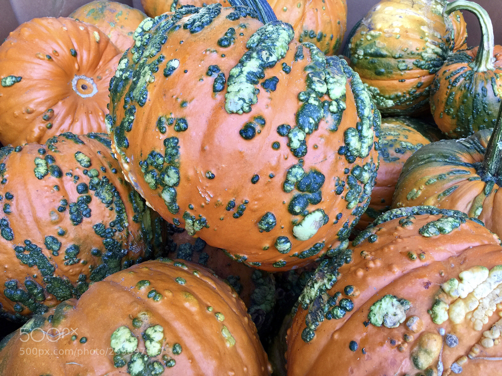 Apple iPhone 6 Plus sample photo. Pumpkin green photography